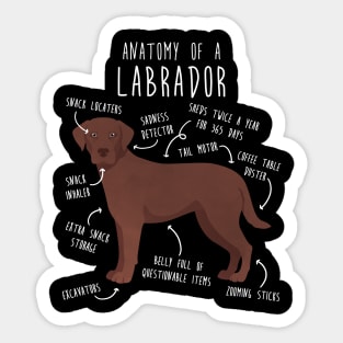 Chocolate Labrador Retriever Dog Anatomy Sticker